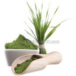 Wheat Grass Powder