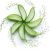 Aloe vera elixir of beauty and youth